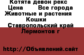 Котята девон рекс › Цена ­ 1 - Все города Животные и растения » Кошки   . Ставропольский край,Лермонтов г.